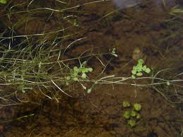 Image result for Callitriche