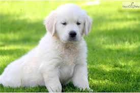 We are located in southern maine. Droll Golden Retriever Puppies For Sale In Palmdale Ca L2sanpiero