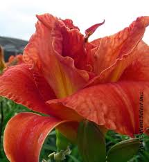 Image result for Hemerocallis `Moses Fire`