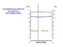 Gas Exchange Wikipedia