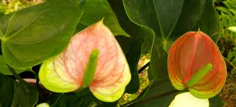 Image result for Araceae