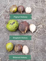 نتیجه جستجوی لغت [hickory] در گوگل