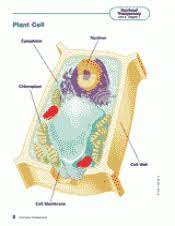 Check spelling or type a new query. Plant Cells Printable 5th 6th Grade Teachervision