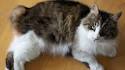 Manx Cat Pictures - Rare Tailless Cats