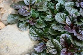 Image result for Ajuga