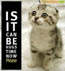 Hugs Please Cute Cat Quotes Funny Cat Photos Funny Cat Pictures