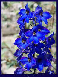 Legendary sword dealer can spawn here in a leaf in one of the plants and also behind a rock near fajita's spawn location. Royal Blue Stem Flowers By T13ash On Deviantart Blue Delphinium Wedding Blue Flower Arrangements Royal Blue Flowers