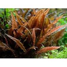 Cryptocoryne wendtii brown pot 3,5 ευρώ. Cup