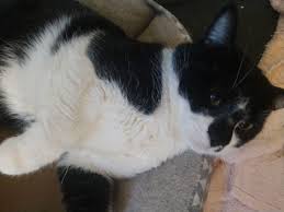 These Pets Are Up For Adoption In Tucson Pets Tucson Com