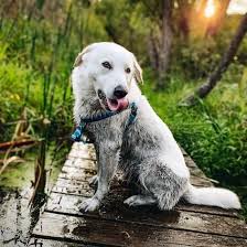 Check spelling or type a new query. Is The Great Pyrenees Lab Mix A Loveable Bear Dog K9 Web