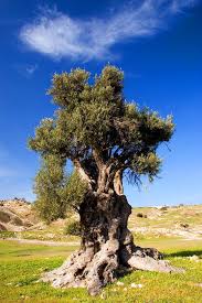 Cyprus Olive Tree Olive Tree Weird Trees Old Trees