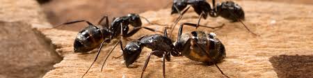 These tools are designed to provide the best pest control when it comes to these insects (ants). Ants Removal Mice