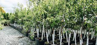 Raintree nursery offers quality nursery products. Fruit Trees Plant Care Cedar Rim Nursery Langley Bc