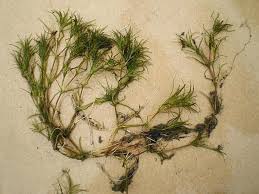 Image result for Najadaceae