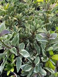 Image result for Solandra maxima