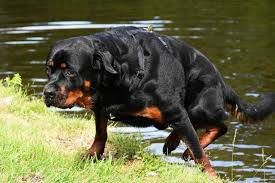 Rottweiler training really isn't optional. Rottweiler Dog Breed Information Characteristics Grooming Training Facts
