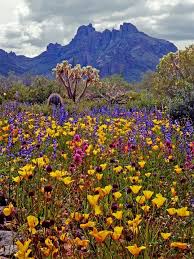 A seasonal guide to bloom, height, color, and texture.p>. Pin On Arizona Travel