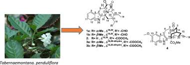 Image result for Tabernaemontana penduliflora