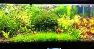 Customer Planted Aquarium Planted Aquarium Plant Sale Plants