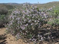 Image result for Felicia anthemidodes