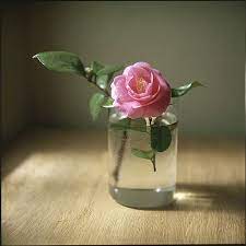 Japanese Camellia Flowers In Jars Floral Painting Beautiful Flowers