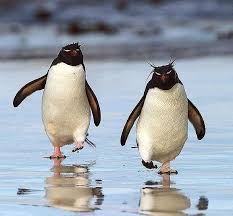 True Wild Life Rockhopper Penguin The Rockhopper Penguin Is A Group Of Penguins That Are Closely Related And S Rockhopper Penguin Penguins Penguin Pictures