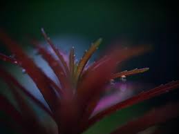 Image result for Limnophila ceratophylloides