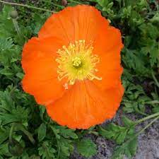 Follow our simple guide on how to plant poppy seeds and you'll soon have lots of these distinctive and delicate flowers to brighten up your beds and borders. Poppies Grow Them From Seed Or Seedlings Nurseries Online