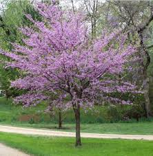 We did not find results for: Eastern Redbud The March 2015 Tree Of The Month Sustainable Ewing Green Team