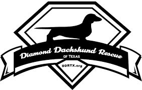 Click here to view dachshund dogs in texas for adoption. Welcome