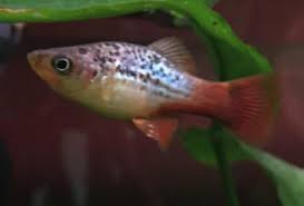 How Do Platy Fish Sleep?