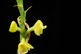 Image result for Polystachya aconitiflora