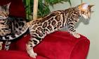 Five important things to know before buying a Bengal cat ...