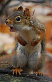 Angry Squirrel Funny Squirrel Pictures Animals Squirrel Funny