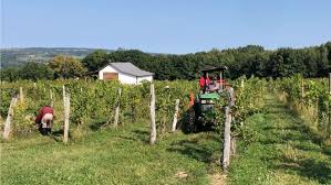 How much did the May frost hurt Finger Lakes NY wineries?