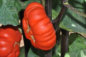 Image result for Solanum aethiopicum