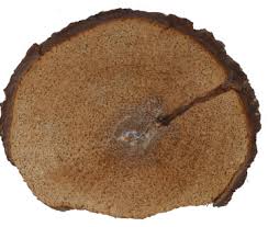 Image result for Motandra lujaei