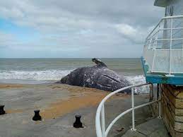 Quand furious frappe fast car il a engagé leti. Une Baleine Grise S Est Elle Vraiment Echouee Sur Une Plage Du Calvados