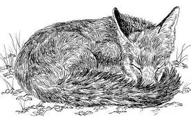 How to draw aladdin easy, step by step Drawing Animals In Pen And Ink Art Starts