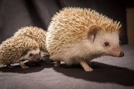 Josephine x furlough litter of 4 born 1/4. Hedgehog Zooborns