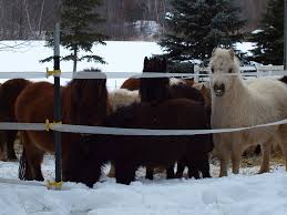 See what pine ridge farm (pineridgefarm) has discovered on pinterest, the world's biggest collection of ideas. Pine Ridge Farm Gang Kelly Flickr