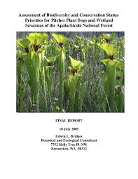 Image result for Buchnera speciosa