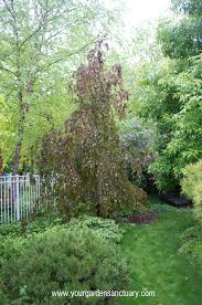 Tricolor beech is an extremely unique specimen tree that will surely turn heads. Purple Fountain Beech As A Perfect Landscape Specimen