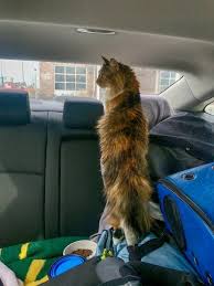How To Move Cross Country With Cats Everything You Need To Know Moving Cross Country Cat Travel Cat Friendly Hotels