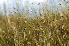 Image result for Coelachne