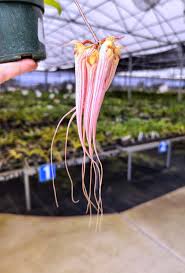 Image result for Bulbophyllum maximum