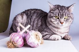 Symptoms of anemia include panting, fatigue, and high heart rate as the body tries to repair itself. How Much Garlic Is Toxic To Cats