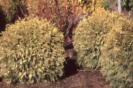 Maybe you would like to learn more about one of these? Thuja Occidentalis Golden Globe Landscape Plants Oregon State University