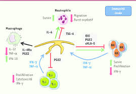 We did not find results for: Effets Des Csm Sur Les Cellules De L Immunite Innee Les Csm Inhibent Download Scientific Diagram
