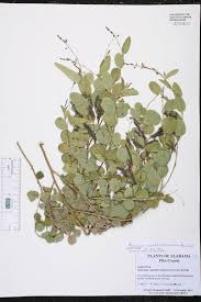 Image result for Alysicarpus glumaceus